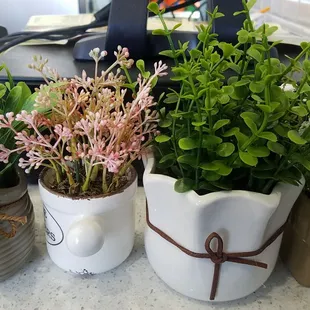Plants near the register.