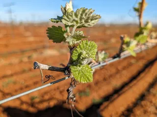 Sunset Ride Vineyards