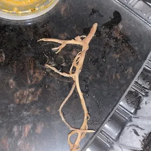 Nasty! This was in my birria taco! Muscle fiber that looks like intestines  idk what it is! 3 Birria QuesaTacos with Consomme