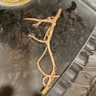 Quesatacos