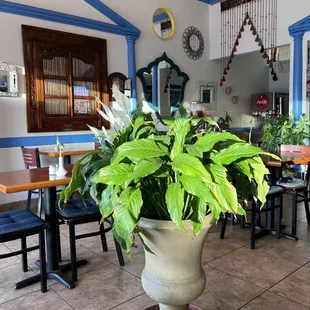 a potted plant in a restaurant