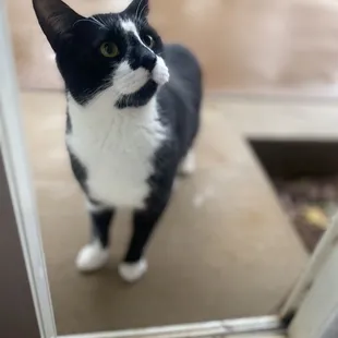 I just thought that you would want to see a picture of a cat.