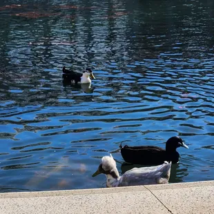 The poof on this duck's head was cracking me up