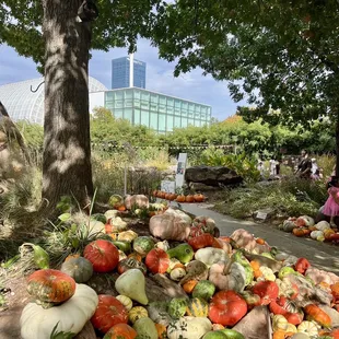 Pumpkinville experience at the Myriad Botanical Gardens. October 2023.