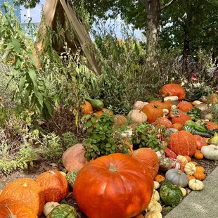 Pumpkinville experience at the Myriad Botanical Gardens. October 2023.