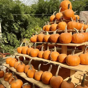 Pumpkinville experience at the Myriad Botanical Gardens. October 2023.