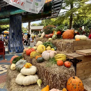 Pumpkinville experience at the Myriad Botanical Gardens. October 2023.
