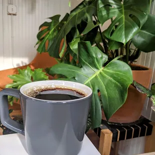 If you haven&apos;t been in awhile, come back to try their new in house coffees
