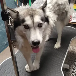 De-shedding treatments