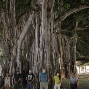 Lots of interesting facts about Banyan trees!