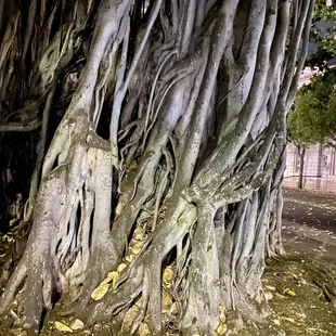 07.16.22 Ghosts of Old Honolulu Tour - Banyan trees
