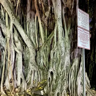 07.16.22 Ghosts of Old Honolulu Tour - Banyan trees