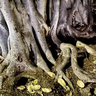 07.16.22 Ghosts of Old Honolulu Tour - Banyan tree roots