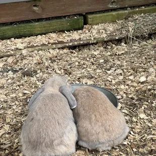 Bunnies