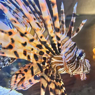 Lion fish in the tank. Love those fish! I want my own.