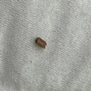 Bed bug shell.