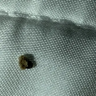 Bed bug stain / shell.