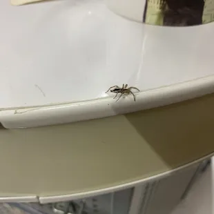 Spider friend looking for a purchase