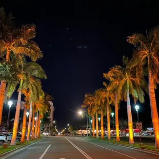 MYSTICAL SOUNDS lighting up Palm trees.