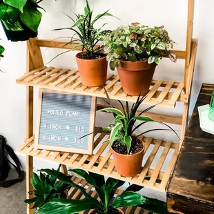 Cute plants for sale