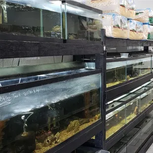 All types of Fresh water fish.