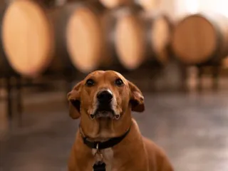 La Buena Vida Vineyards