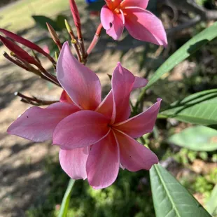 Beautiful flowers in the healing garden. So relaxing