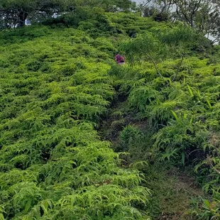 Kapalama trail accessed from this park