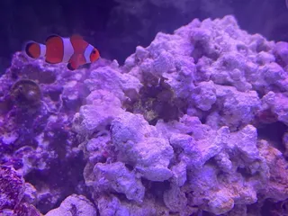 Ultimate Reefs and Aquariums