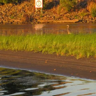 Blue Heron at Turtle Beach