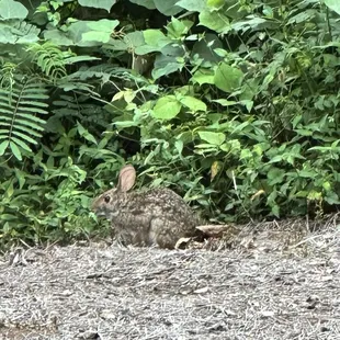 Rona the rabbit came by our window to entertain us between courses.