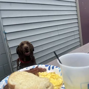 Breakfast with my dog  outside on a beautiful day great good and great service , LOVE this place