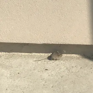 a rat crawling under a wall