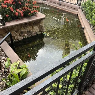 Koi Pond