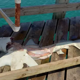 A dead shark that someone caught
