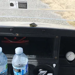 A friend we hung out with for a few holes!  Hope turtles don't need their families or have a sense to make it back to them.