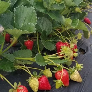 Strawberry plant