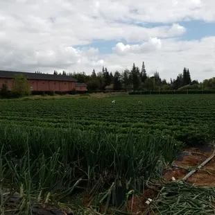 Strawberry field..red onions growing in the front few rows