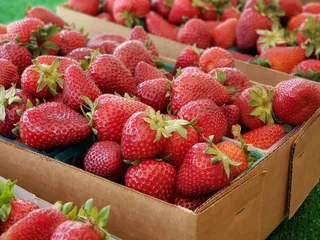 Strawberry Stand