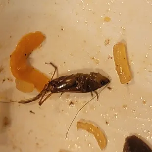 Roaches in their Jap Chae.
