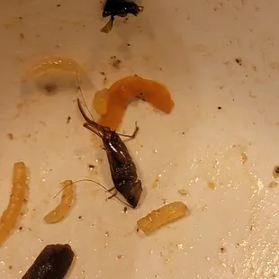 Roaches in jap chae