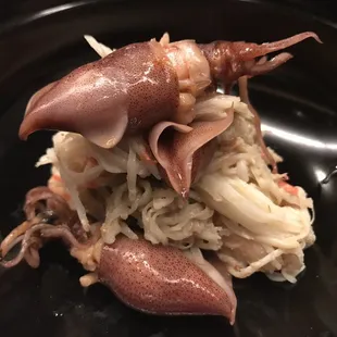 Firefly Squid
