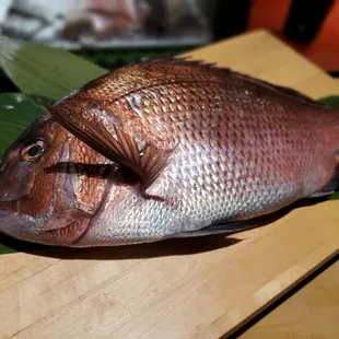 Madai - Japanese Snapper