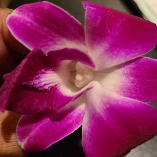 a hand holding a purple flower