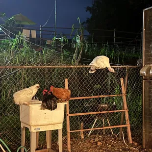 Turkey sleeping on the fence..