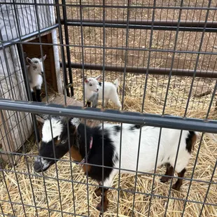 Baby goats
