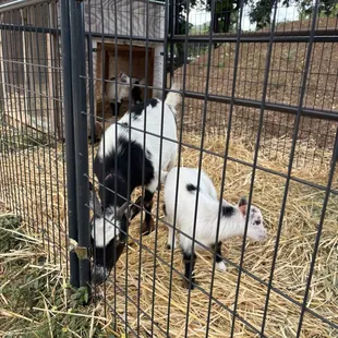 Baby goats!