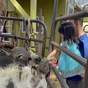 They give you a basket of hay to feed the animals