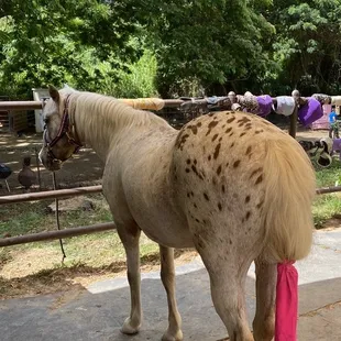 Pretty horses and miniature horses