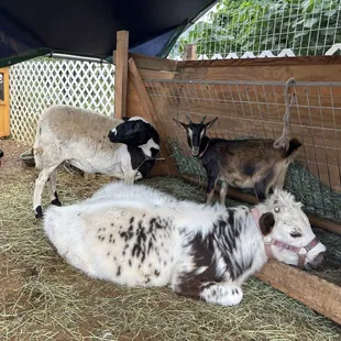 Petting zoo